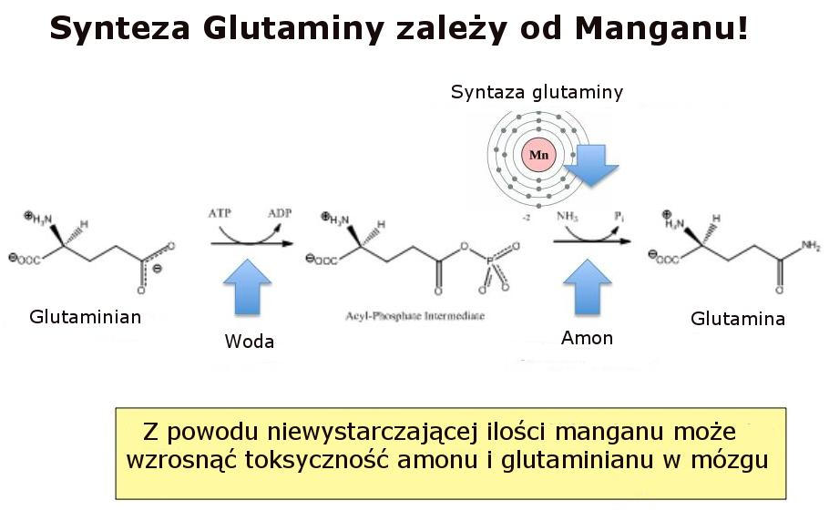 Autyzm - glutamina i mangan