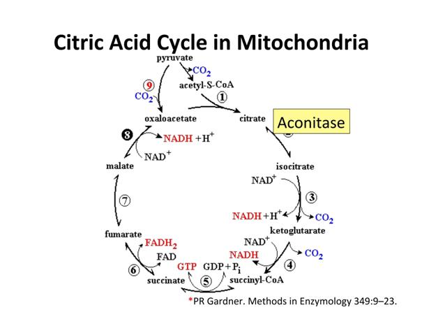 Autyzm - mitochondria